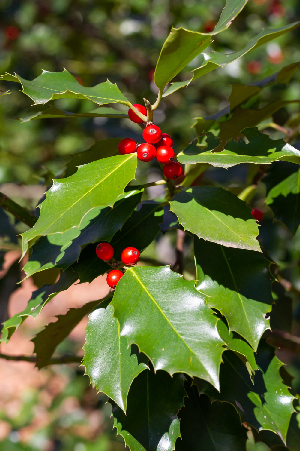 Ilex spp