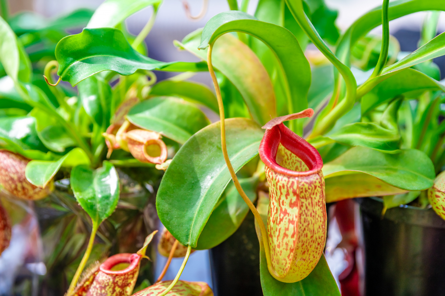 Nepenthes