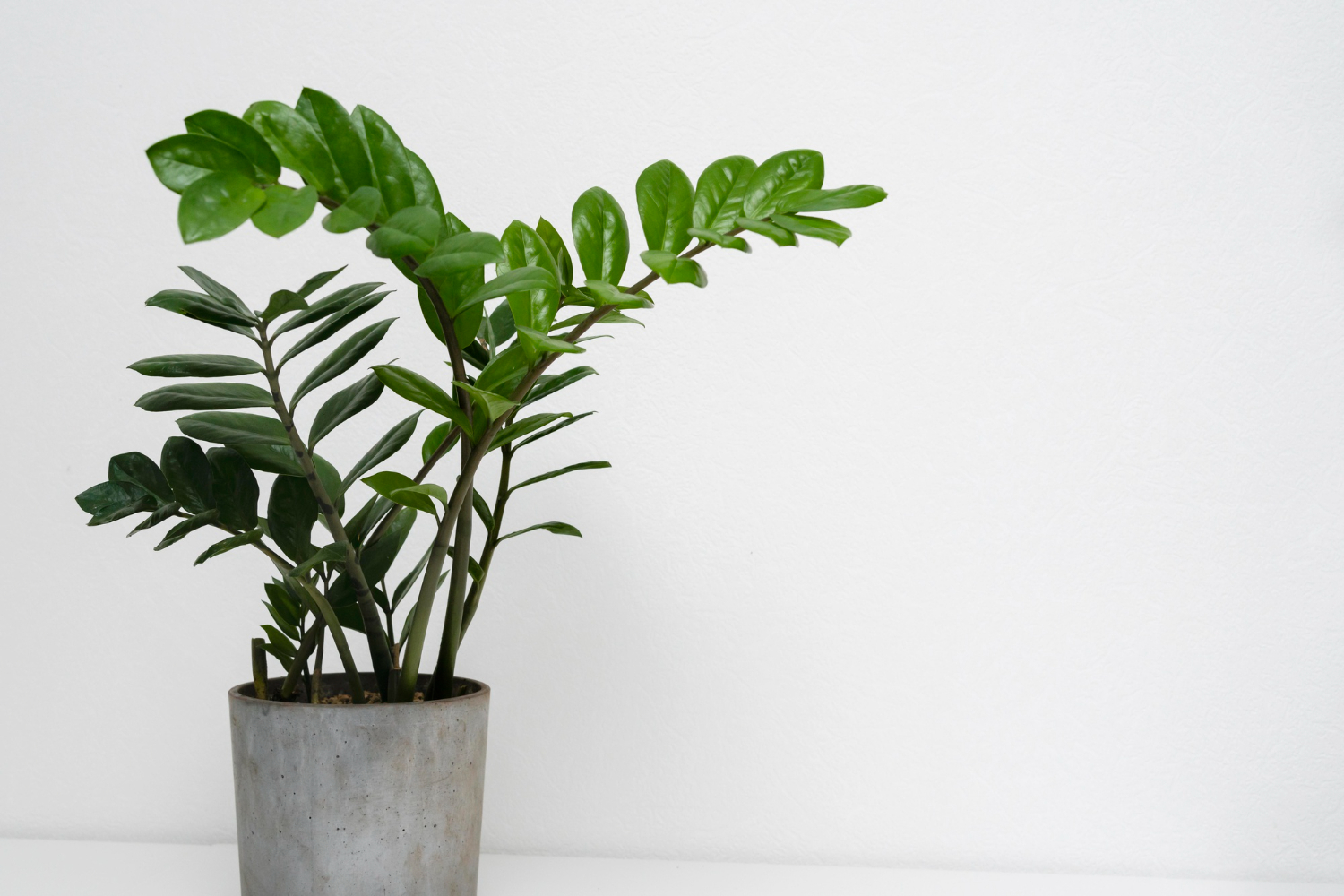 O Que É A Planta Da Fortuna?