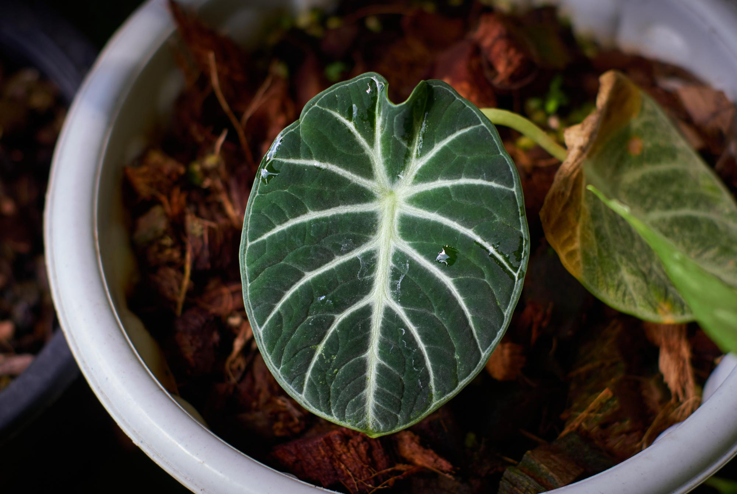 Scindapsus