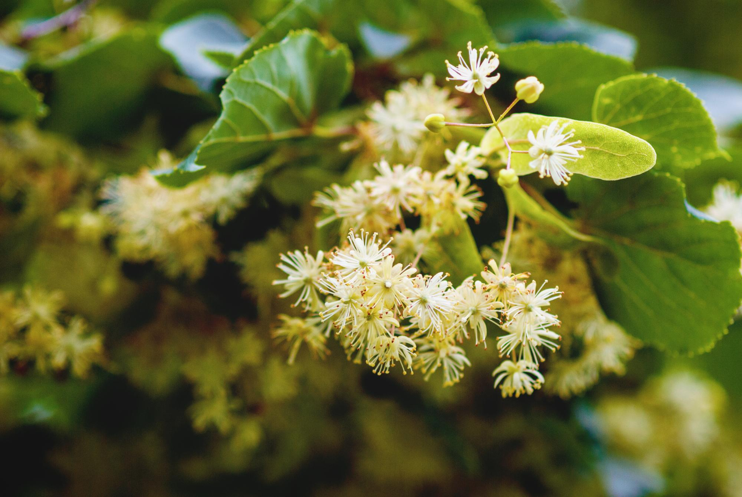 Tilia