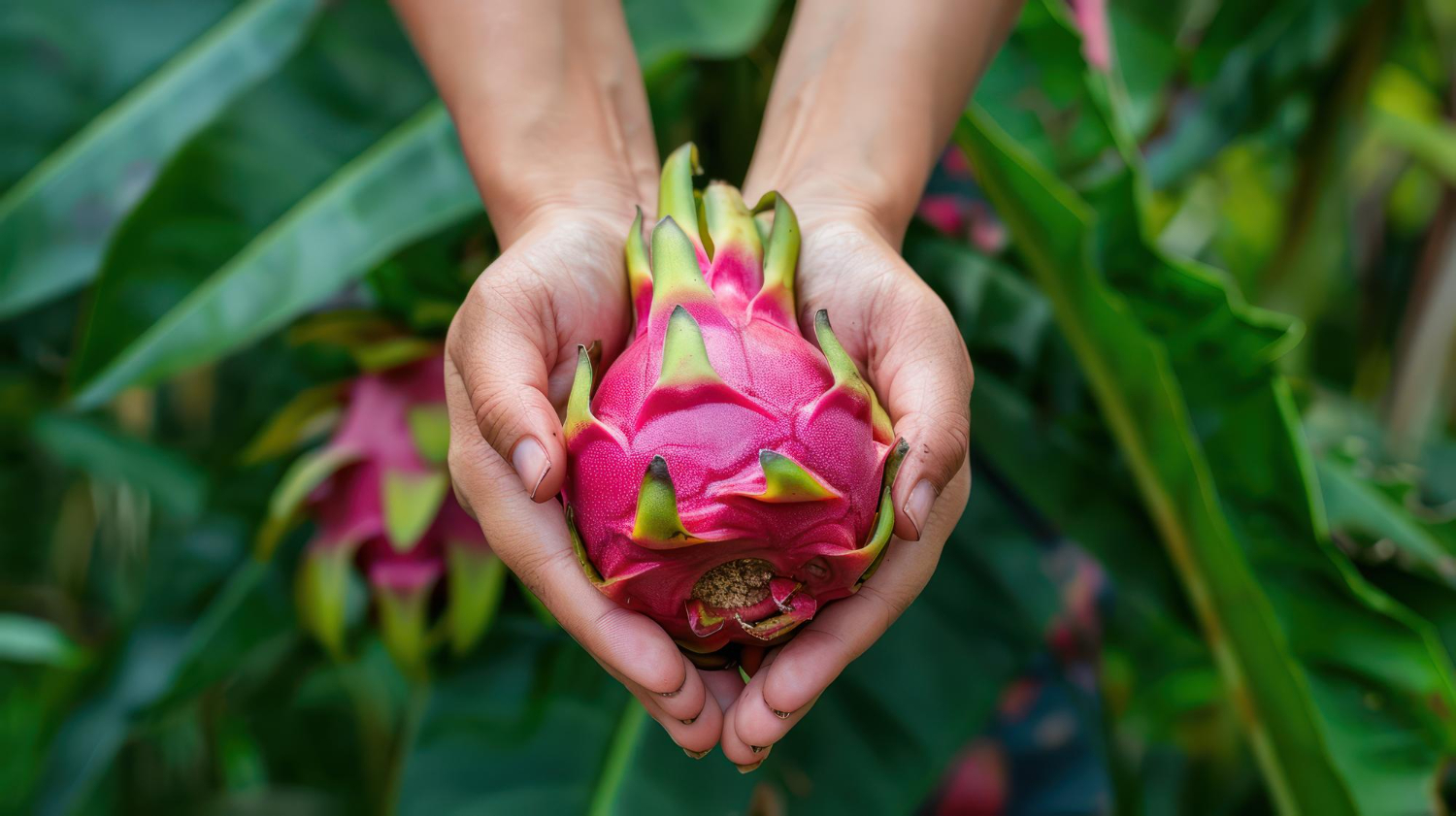 colheita da pitaya