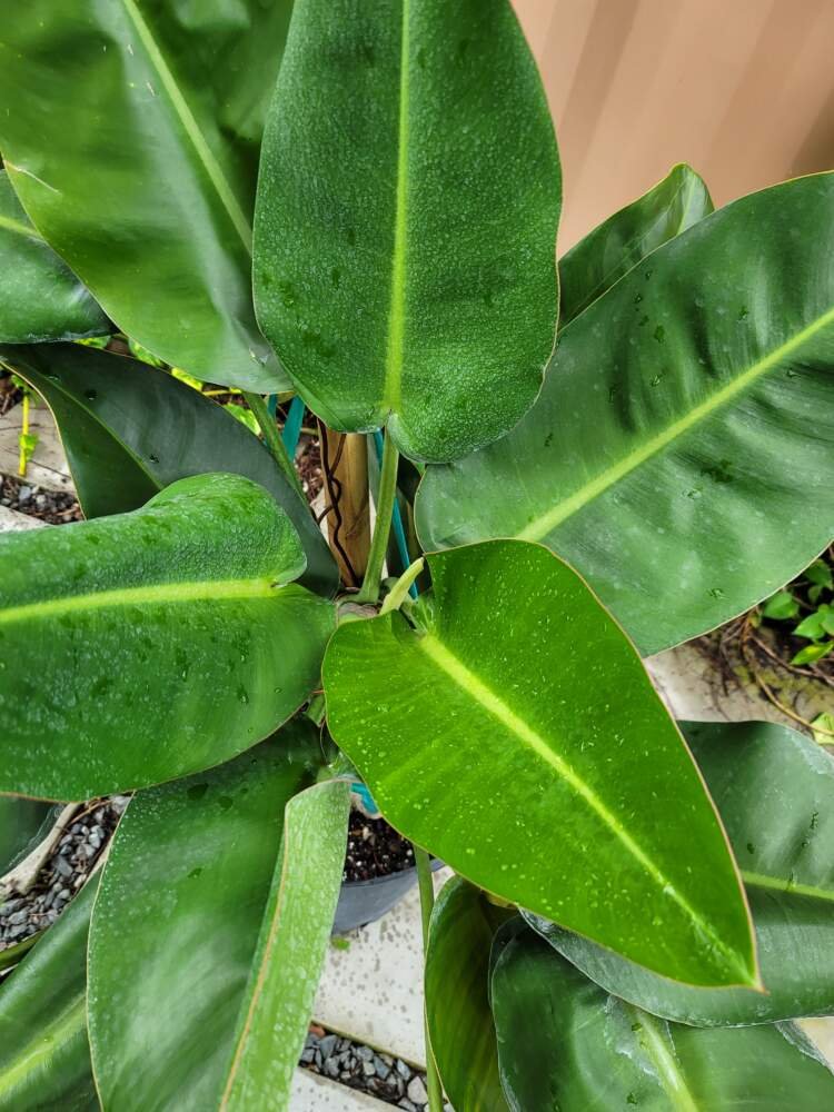 Cuidados com o Philodendron Renauxii