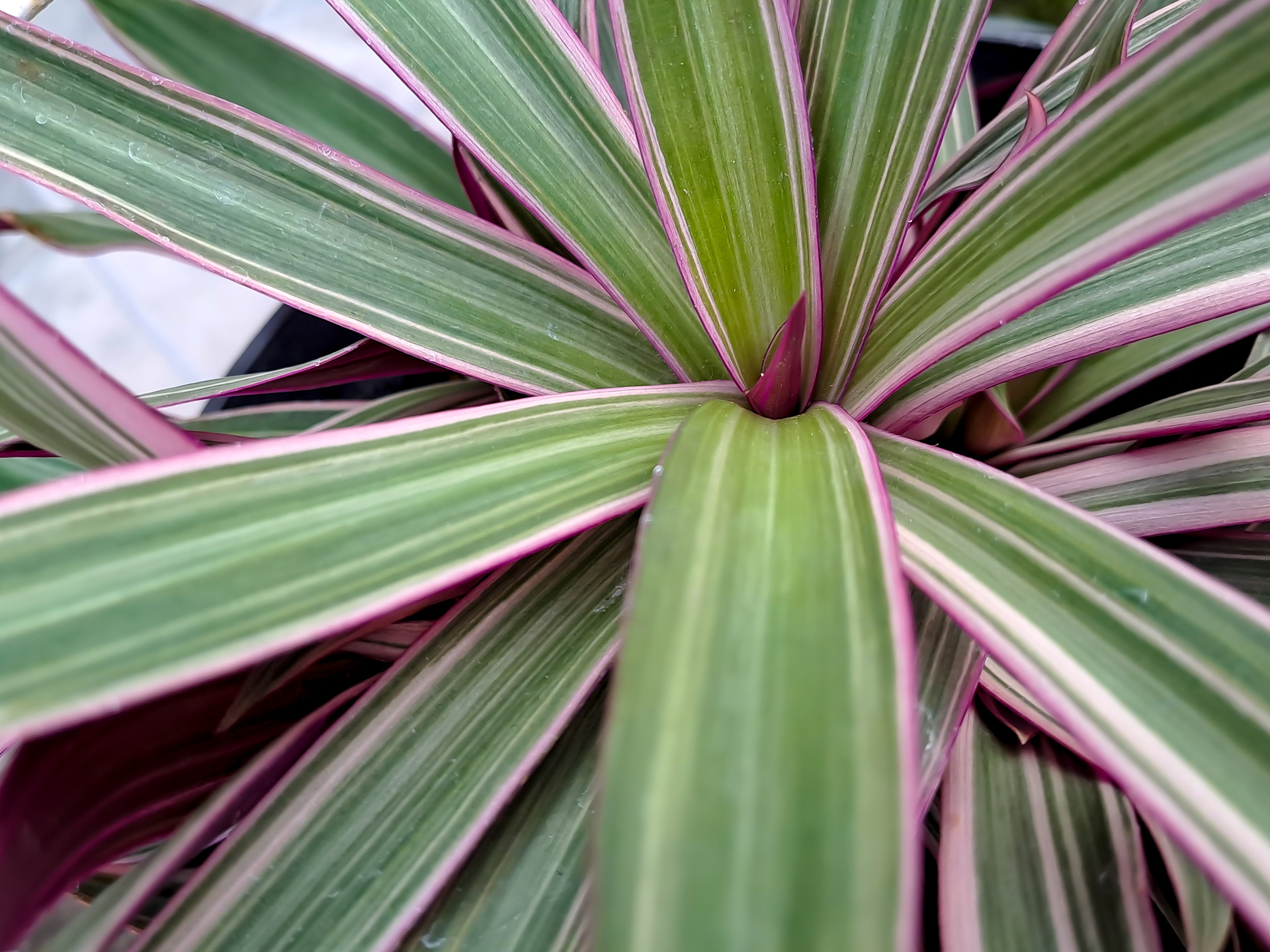 Cultivo e Cuidados