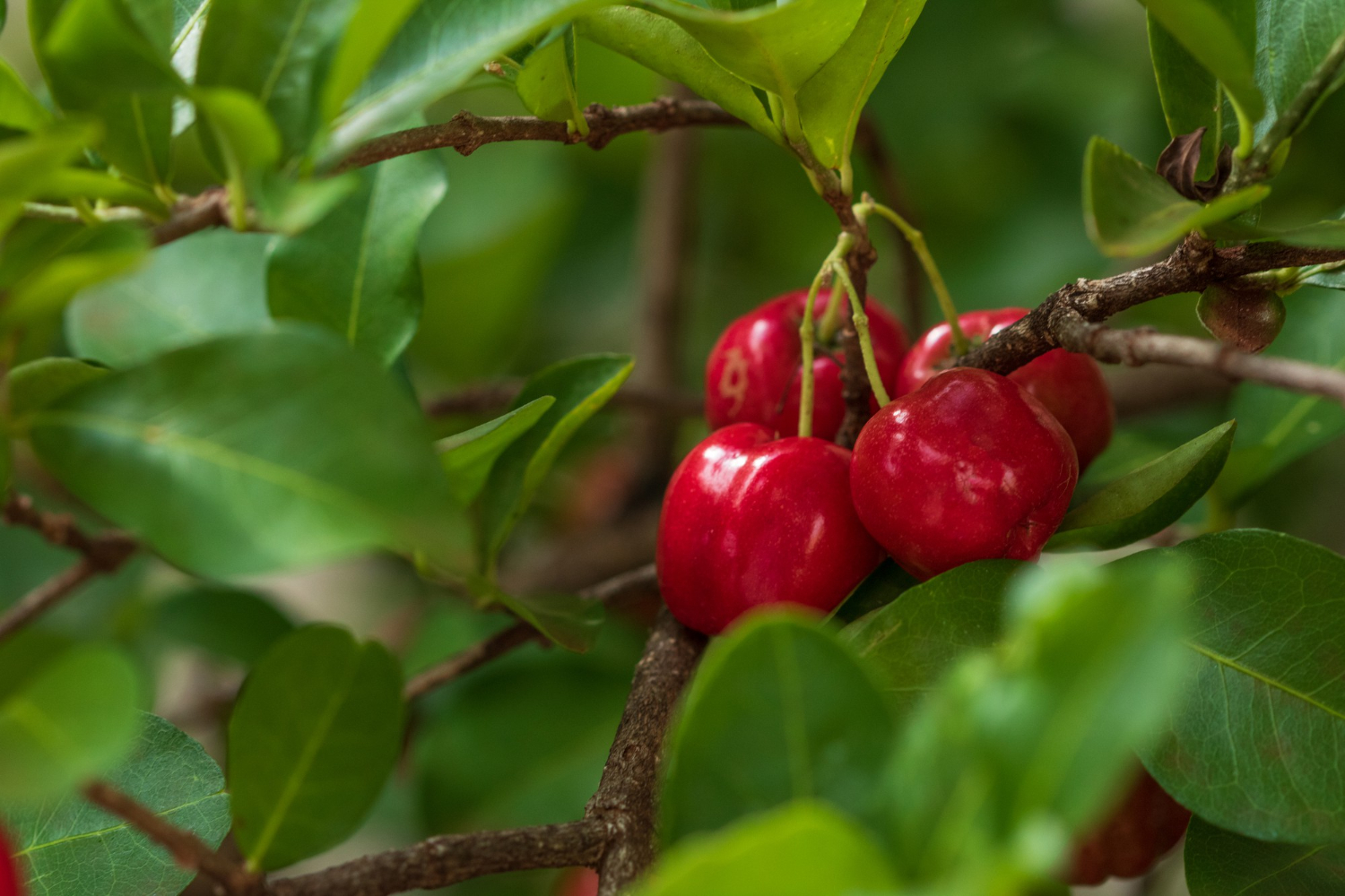 Escolhendo a Variedade de Acerola
