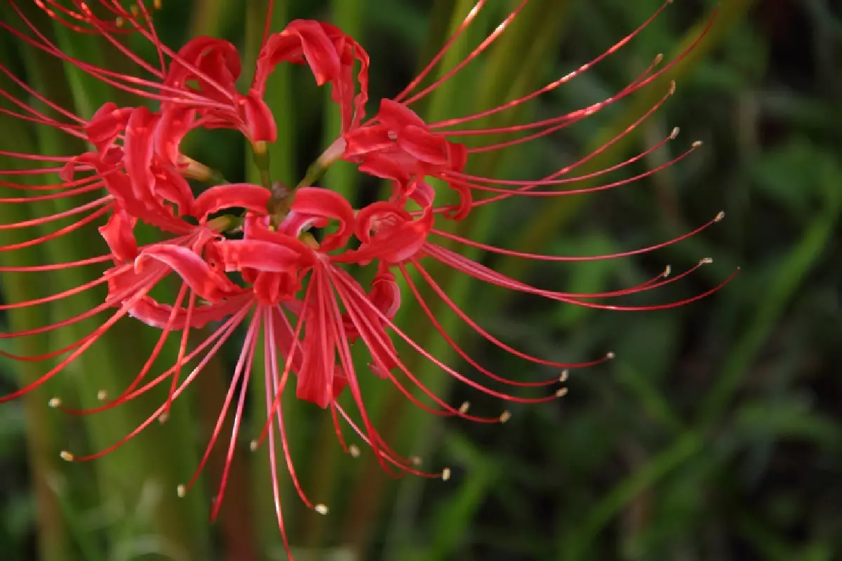 Lírio-Aranha-Vermelho