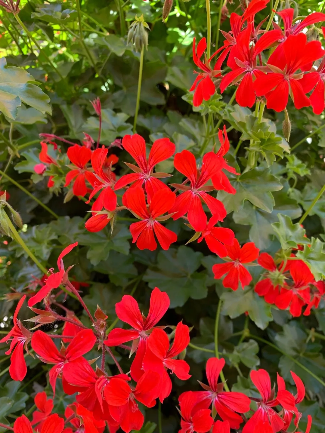 Pelargonium
