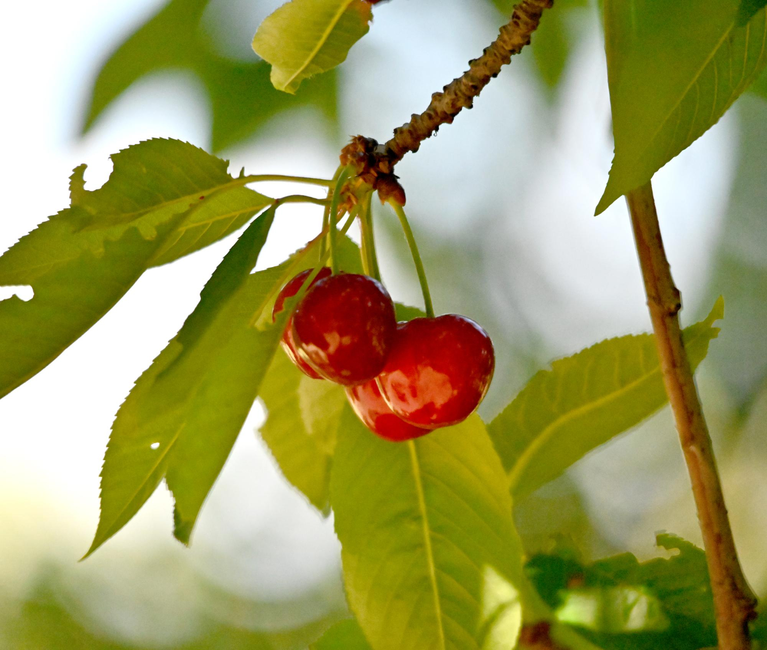 Plantando a Acerola