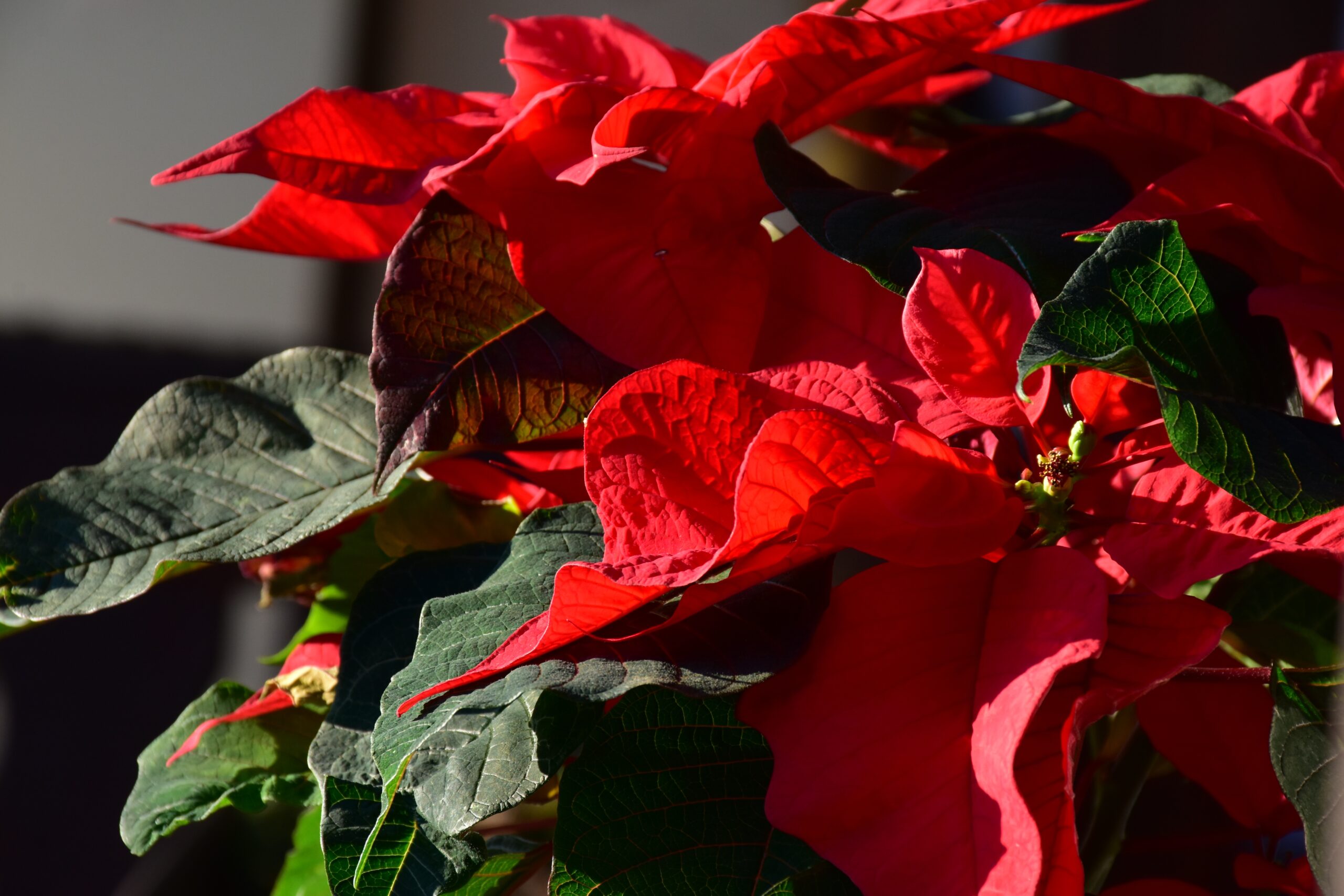 Flor de Natal ou Bico de Papagaio: Cuidados e Curiosidades do Cultivo ...