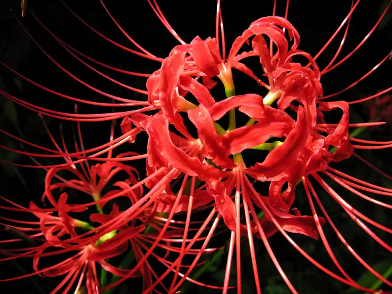 Lírio-Aranha-Vermelho: Características e Cuidados Essenciais para Cultivo