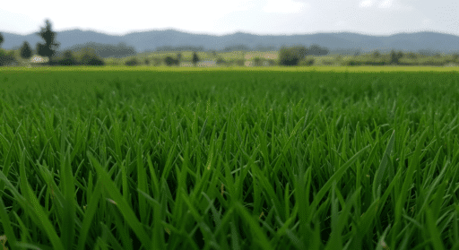 Como plantar grama: passo a passo fácil