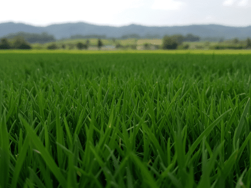 Como plantar grama: passo a passo fácil