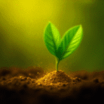 Planta produtora de ouro