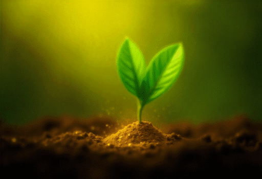 Planta produtora de ouro