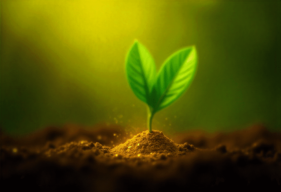 Planta produtora de ouro